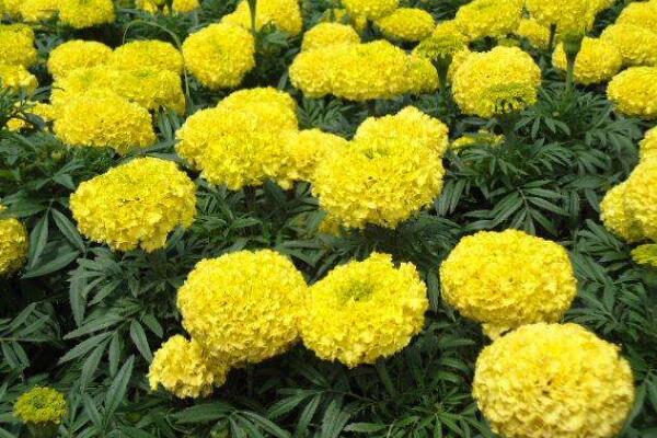 万寿菊种植方法,春秋季种植成活率最高
