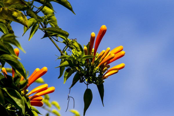 炮仗花有毒吗,没有毒性可以放在室内养护
