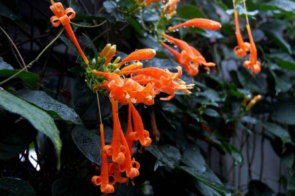 炮仗花有毒吗,没有毒性可以放在室内养护