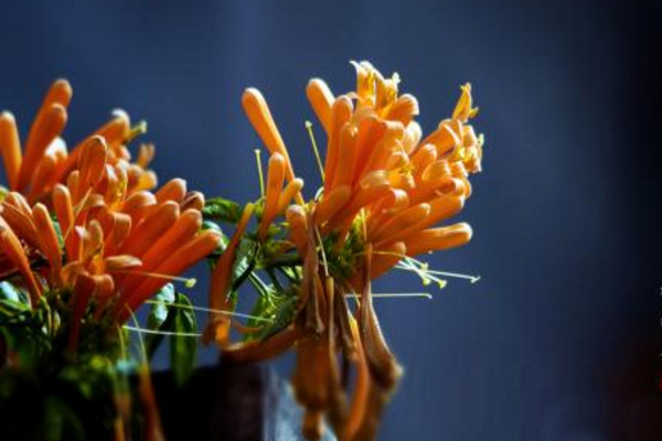 炮仗花有毒吗,没有毒性可以放在室内养护
