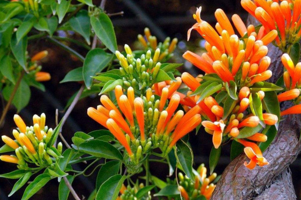炮仗花有毒吗,没有毒性可以放在室内养护