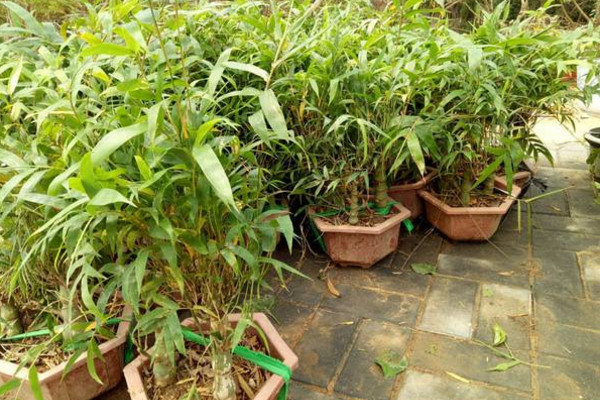 盆栽佛肚竹怎么修剪,佛肚竹修剪要点以及注意事项
