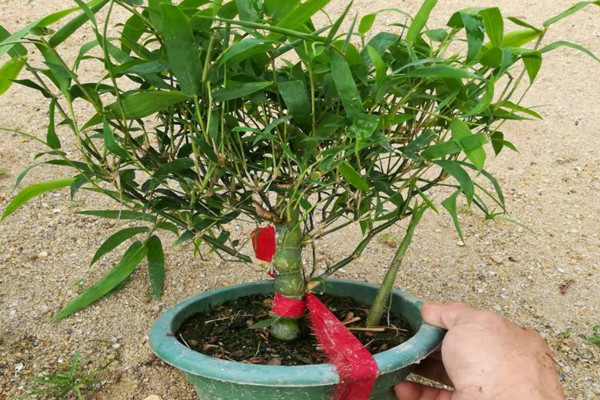 盆栽佛肚竹怎么修剪,佛肚竹修剪要点以及注意事项