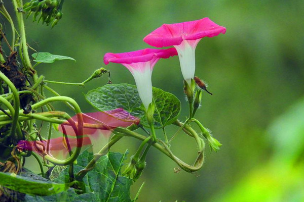 牵牛花传播种子的方法,通过风和鸟类进行传播