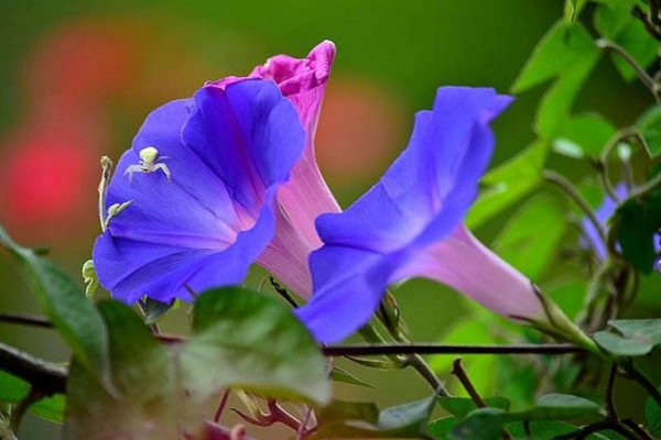 牵牛花传播种子的方法,通过风和鸟类进行传播