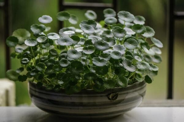 铜钱草冬天怎么养,及时搬入室内进行保暖