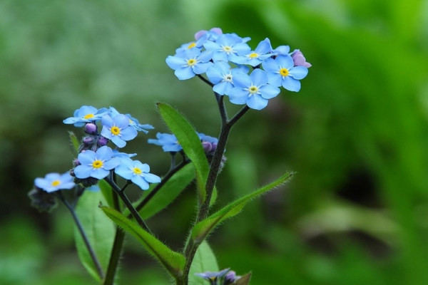 勿忘我种子怎么种,春秋季节种植成活率最高