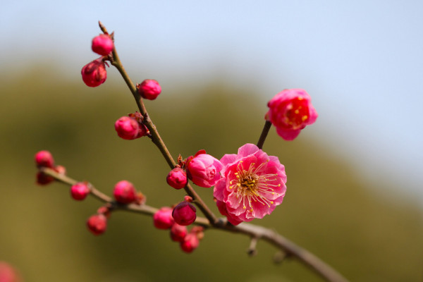 腊梅和梅花的区别,花期/外形/树叶果实/花香不同