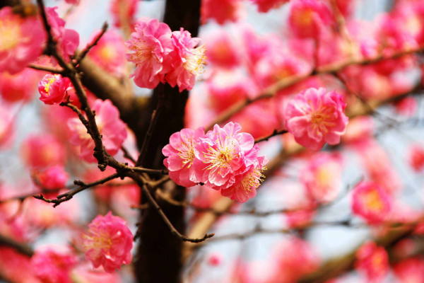 腊梅和梅花的区别,花期/外形/树叶果实/花香不同