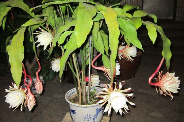 家里养昙花吉利吗,放在朝南的阳台上寓意好