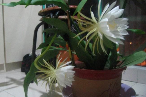 家里养昙花吉利吗,放在朝南的阳台上寓意好