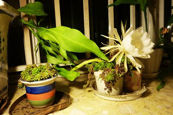 家里养昙花吉利吗,放在朝南的阳台上寓意好