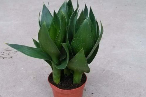 莲花竹几月开花,它是不会开花的