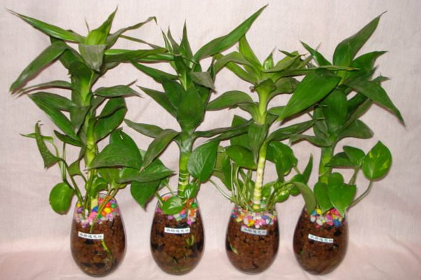 莲花竹几月开花,它是不会开花的