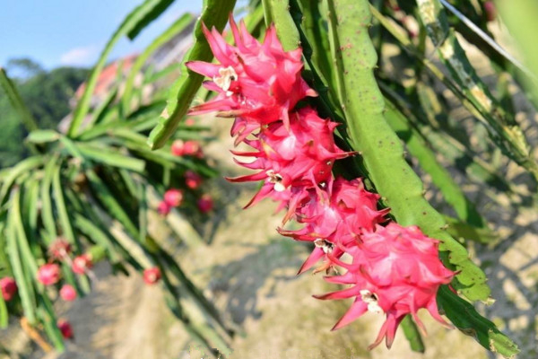龙骨花的养殖方法,选择疏松肥沃的沙质土进行养护