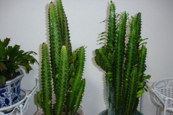 龙骨花的养殖方法,选择疏松肥沃的沙质土进行养护