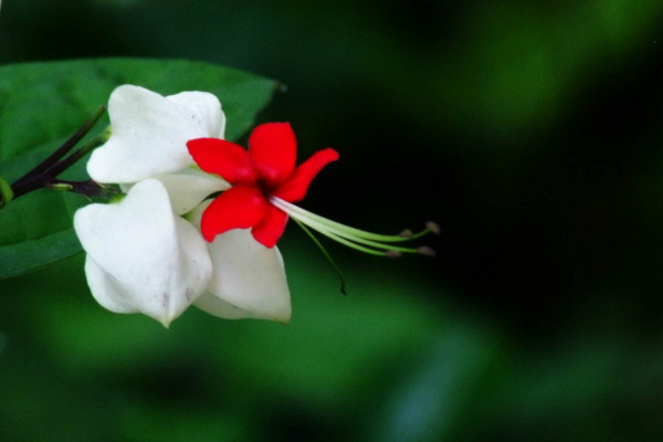 龙吐珠修剪方法,4步即可完成植株的修剪