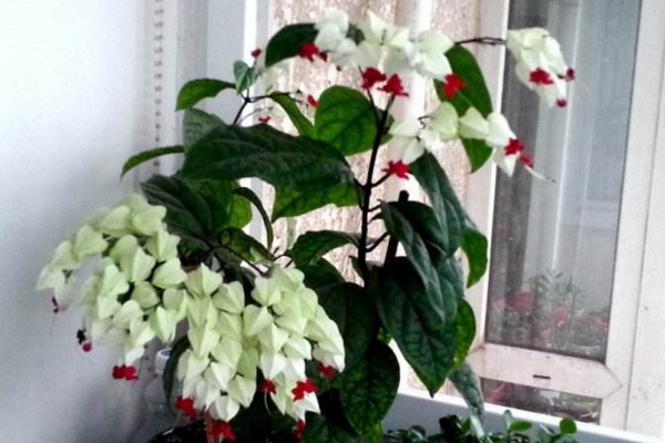 龙吐珠修剪方法,4步即可完成植株的修剪