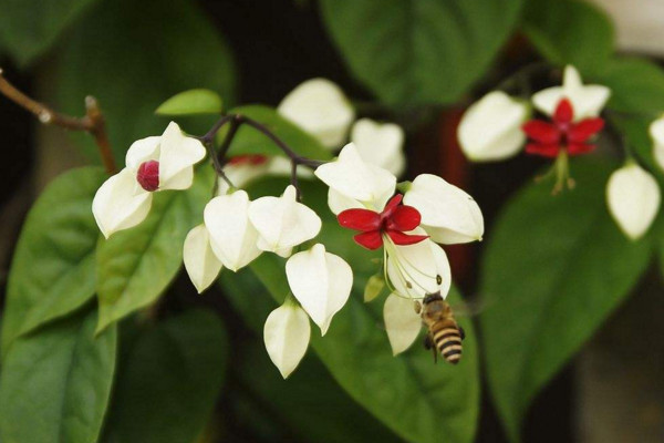 龙吐珠修剪方法,4步即可完成植株的修剪