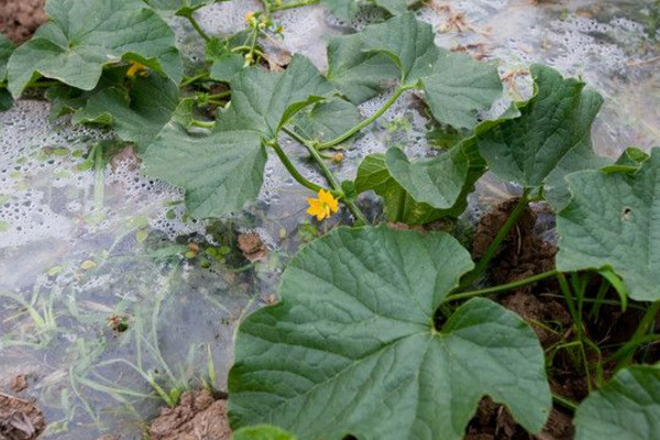 露地西瓜种植技术,建议在每年的3~4月进行种植