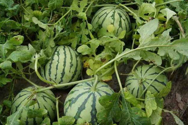 露地西瓜种植技术,建议在每年的3~4月进行种植
