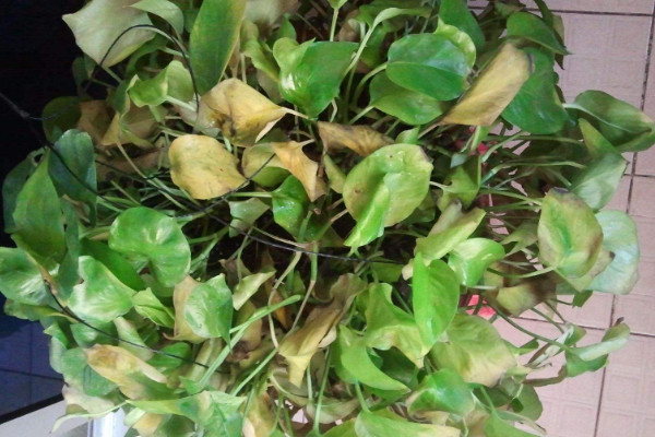 绿萝蔫了怎么办,减少水分和光照(保证通风稀释肥害)