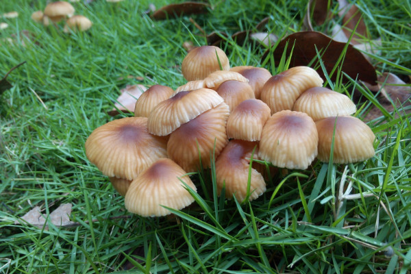 蘑菇种植技术,选择优质菌种一周就能长成蘑菇