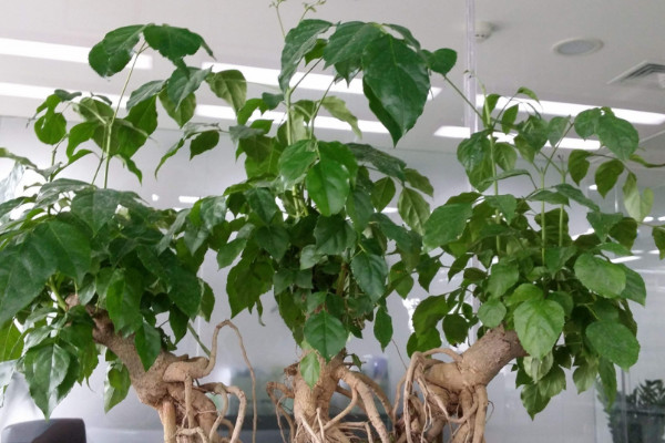幸福树有毒吗,全株上下不存在任何毒性成分