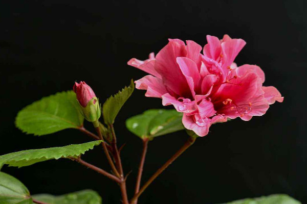 扶桑花的寓意是什么,服丧尽孝/新鲜的恋情等