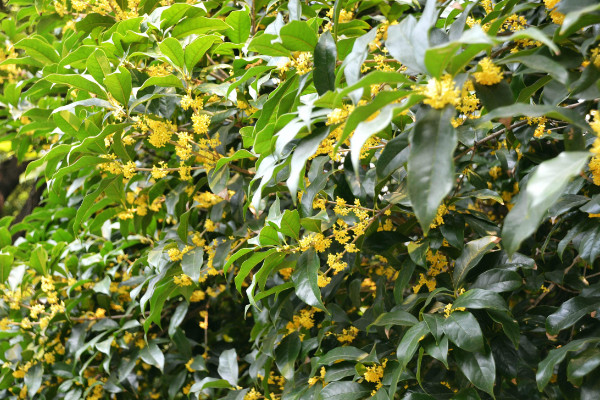 桂花掉叶子是怎么回事,浇水/施肥/温度/通风不畅导致