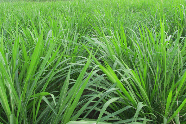 黑麦草什么时候播种,春季2~4月或秋季9~11月