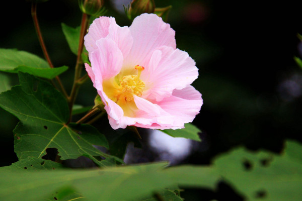 芙蓉是荷花吗,只有水芙蓉才是荷花