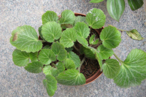 虎耳草怎么养,使用富含机质的沙壤土养护