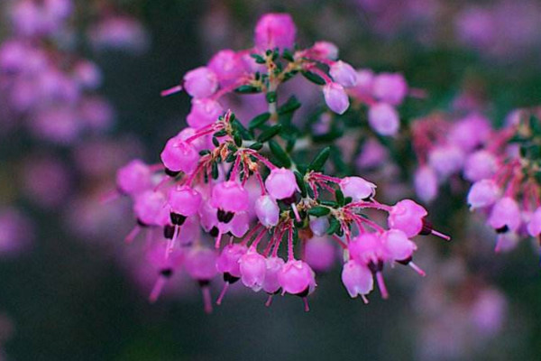 欧石楠的种植方法,建议在春季进行播种