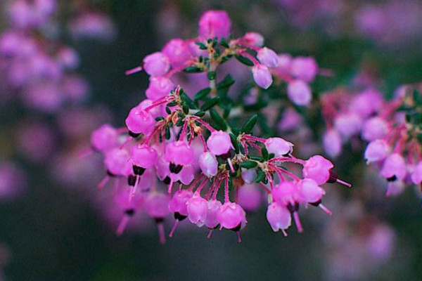 欧石楠的种植方法，建议在春季进行播种