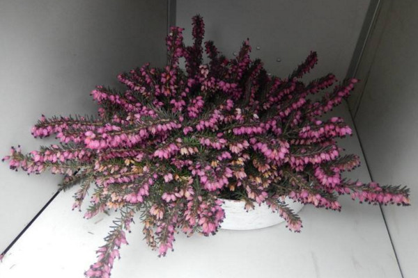 欧石楠的种植方法,建议在春季进行播种