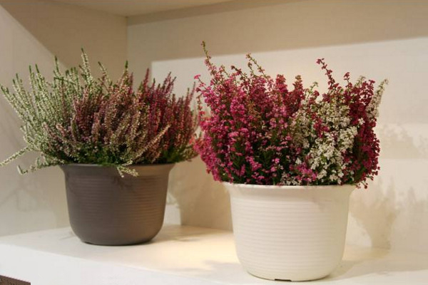 欧石楠的种植方法,建议在春季进行播种