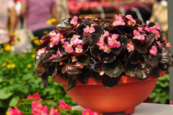 四季海棠怎么修剪,春秋季节修剪对植株影响最小