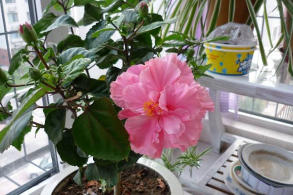 扶桑花叶子发黄怎么办,分析原因及时进行补救