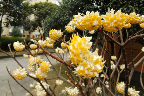 结香花什么时候扦插,应该在每年的春季进行扦插
