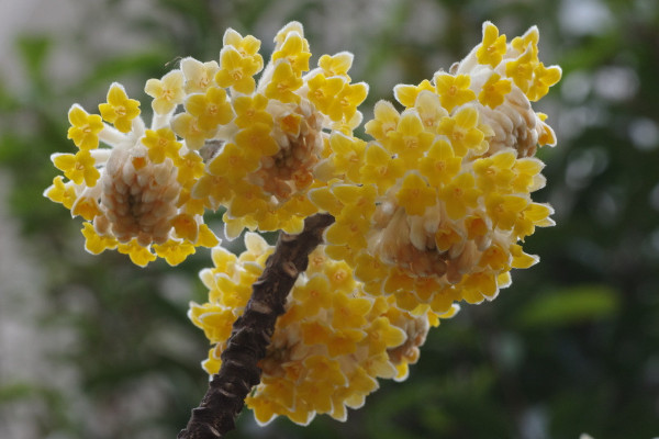结香花什么时候扦插,应该在每年的春季进行扦插