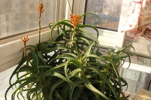 芦荟开花什么预兆,代表吉祥顺意的好兆头