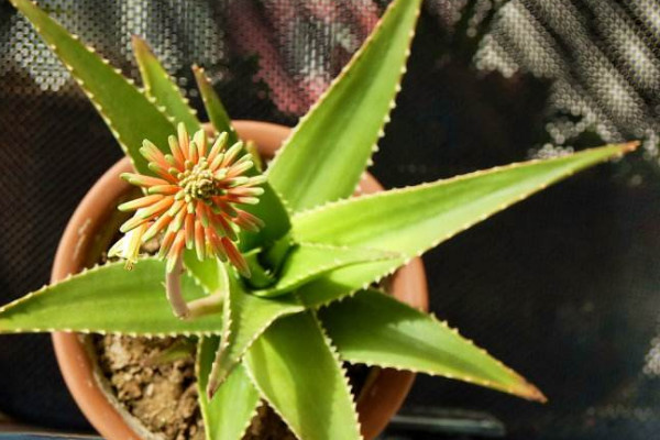 芦荟开花什么预兆,代表吉祥顺意的好兆头