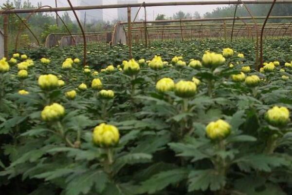 菊花苗的种植方法,建议在清明前后进行种植
