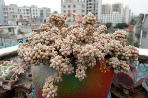 姬秋丽叶片发黄怎么办,适当遮阴并控制浇水