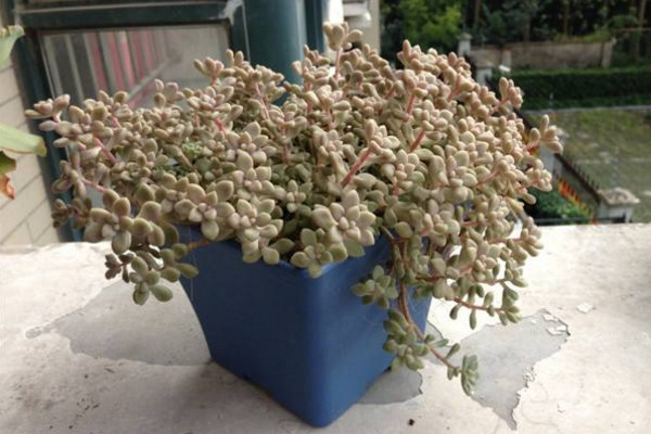 姬秋丽叶片发黄怎么办,适当遮阴并控制浇水