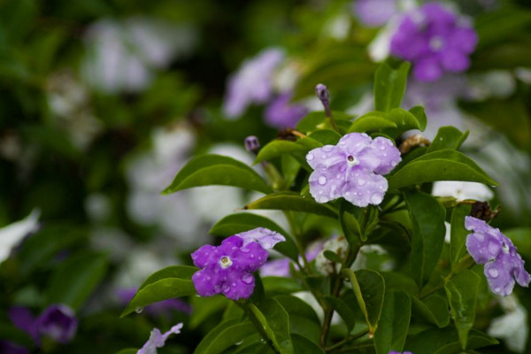盆栽双色茉莉冬天怎么养,入室保温并加强光照
