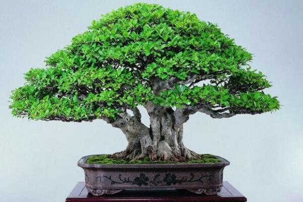 榕树叶子怎么一碰就掉,可能是因为植株遭受冻害
