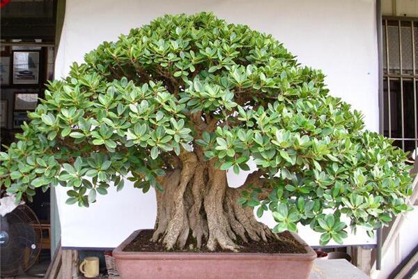 榕树叶子怎么一碰就掉,可能是因为植株遭受冻害