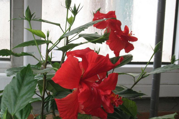 扶桑花修剪时间,小苗长到15cm左右时进行修剪